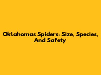 Oklahoma's Spiders: Size, Species, And Safety