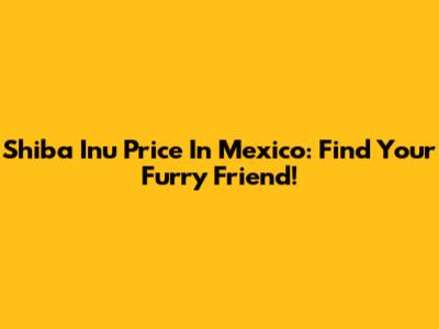 Shiba Inu Price In Mexico: Find Your Furry Friend!